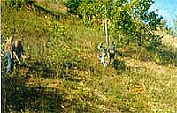 Посадка дубов на окском откосе, 2000